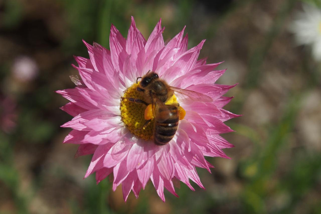 Wild Flowers And Orchids Of Western Australia Photographic Day Tour