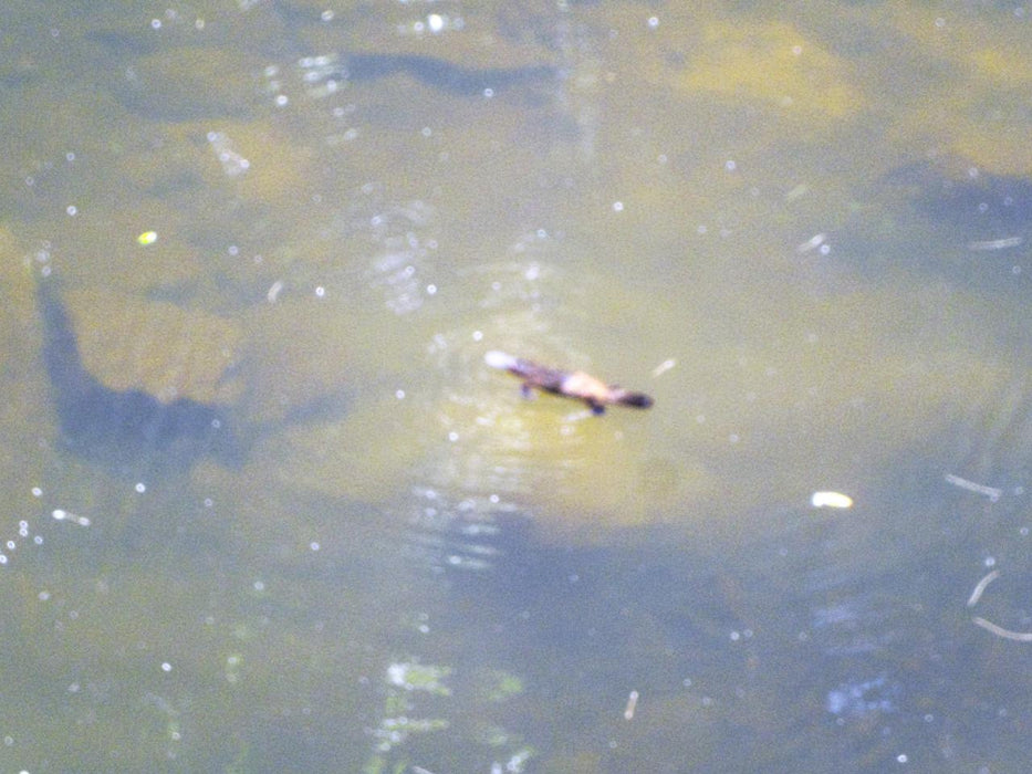 Rainforest Platypus Dive