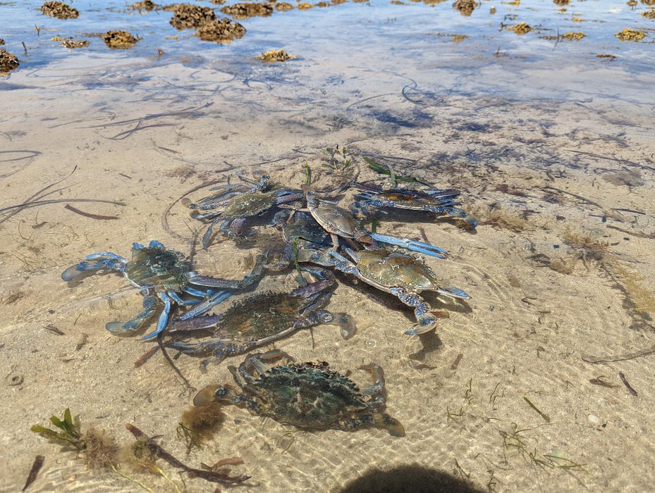 Yorke Peninsula Blue Swimmer Crab Catch N Dine