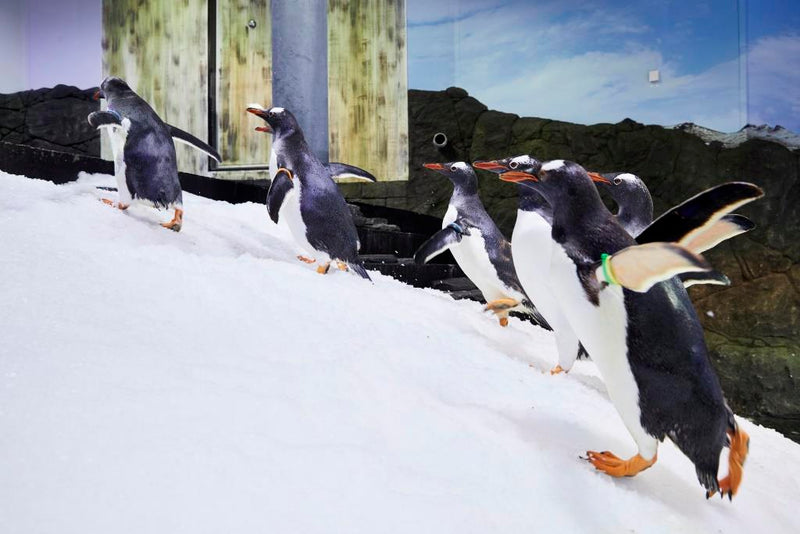 Sea Life Sydney Aquarium - Daily Offpeak