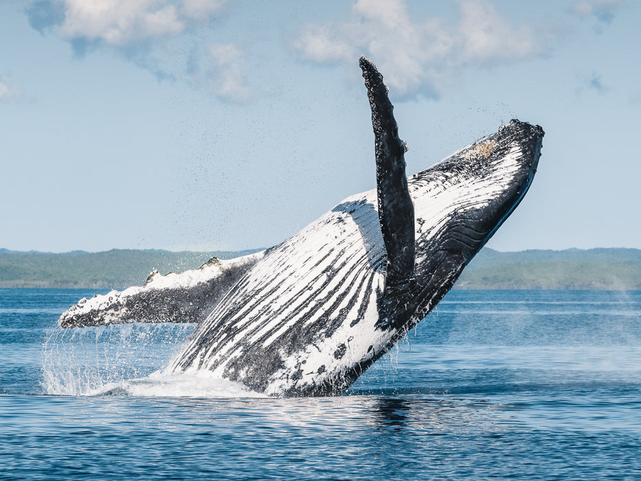 Western Wonders & Whales