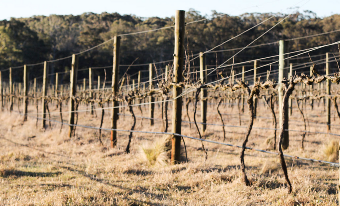 Experience Sustainable Winemaking At Tractorless Vineyard