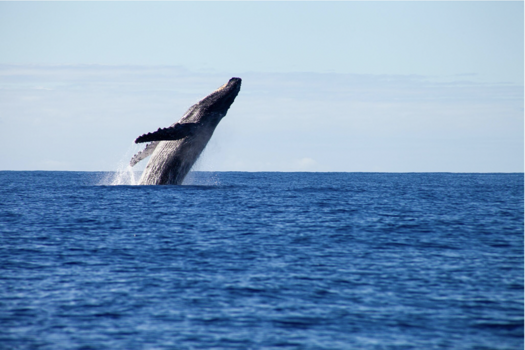 2.5Hr Whale Watching Cruise