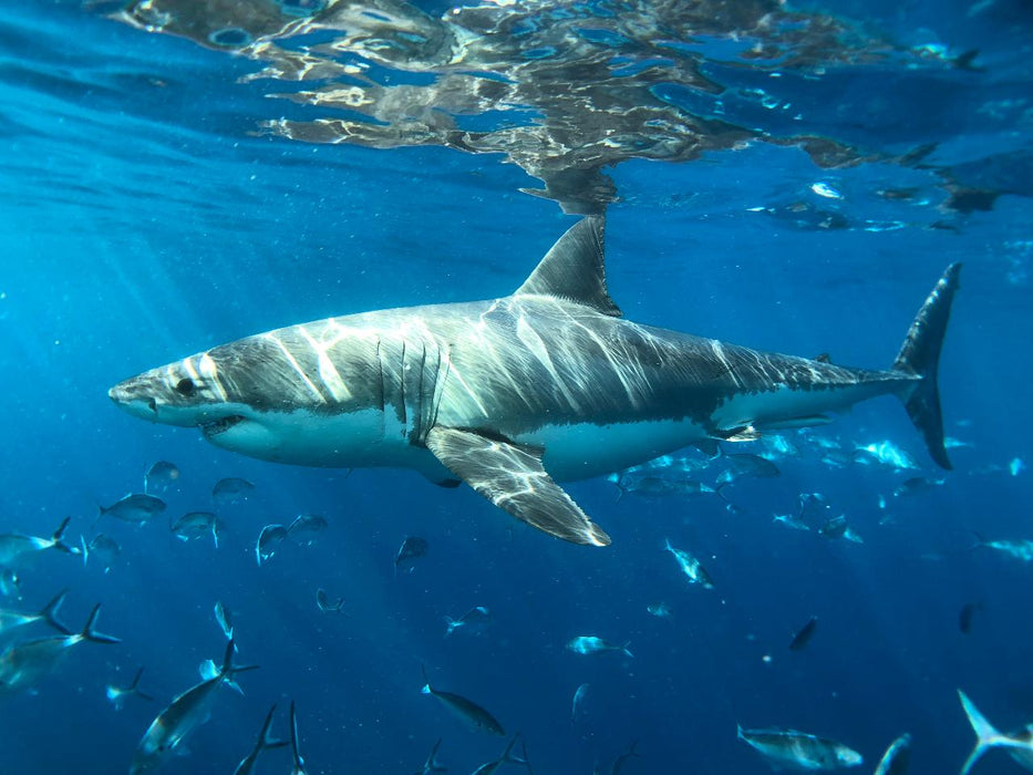 One Day Great White Shark Tour