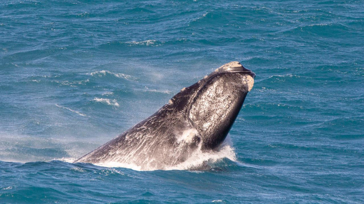 Head Of Bight Whale Watching