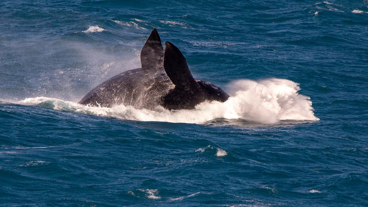 Head Of Bight Whale Watching