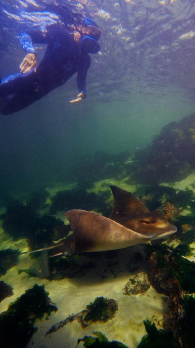 Stingray Snorkel With Entry Pass