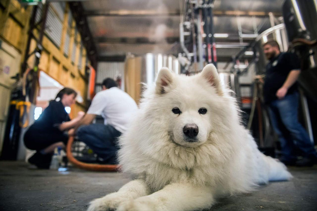 Brewery Tour, Tasting And Lunch At Smiling Samoyed Brewery