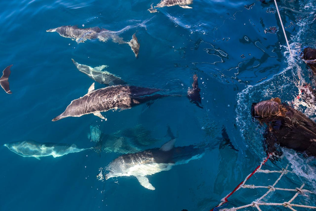 Wild Dolphin Swim