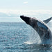 Hervey Bay's Ultimate Whale Watch