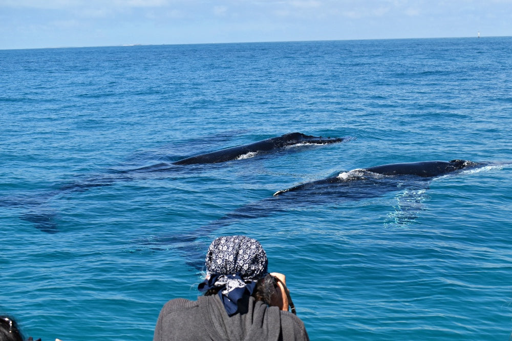 Whale Watch Augusta