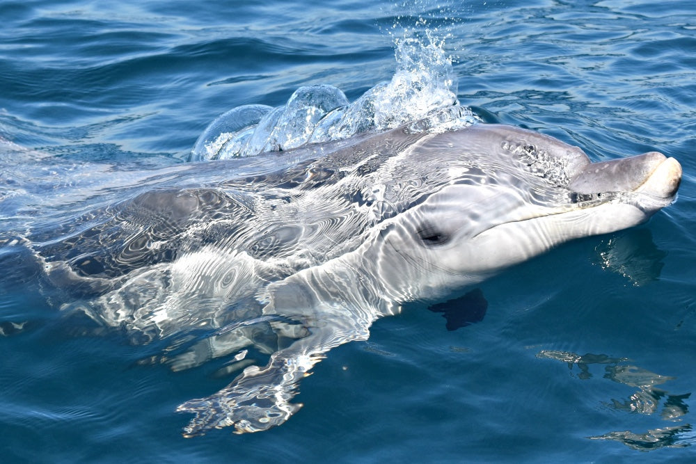 Whale Watch Augusta