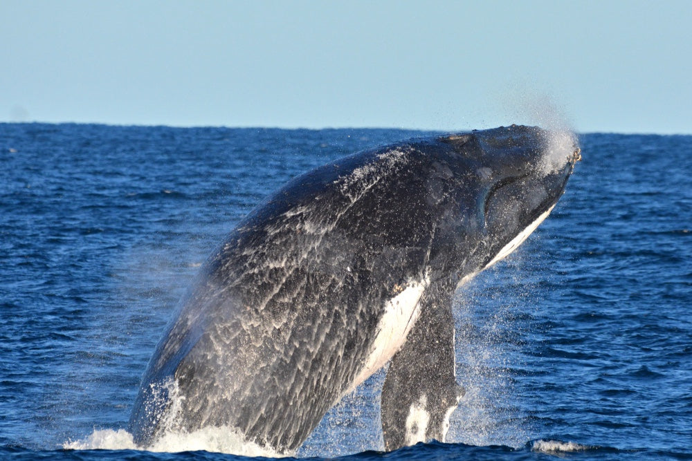 Whale Watch Augusta