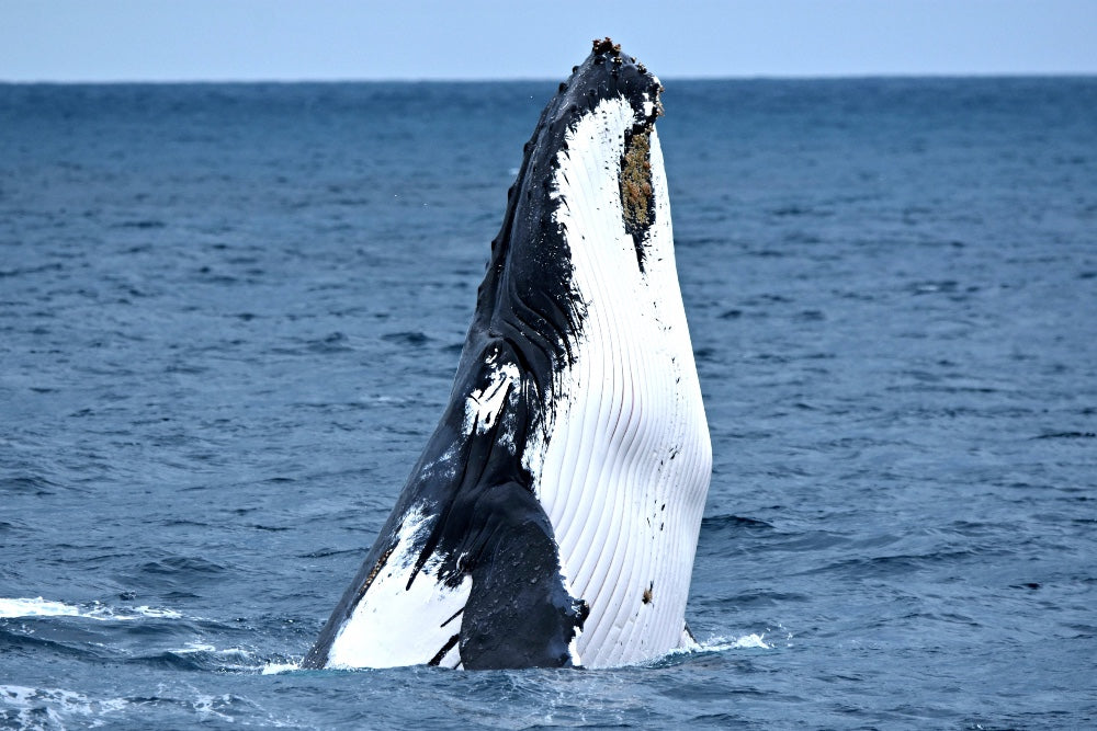 Whale Watch Augusta