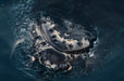 Whalesong Whale Watch Tour