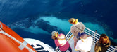 Whalesong Whale Watch Tour