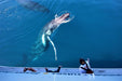Whalesong Whale Watch Tour