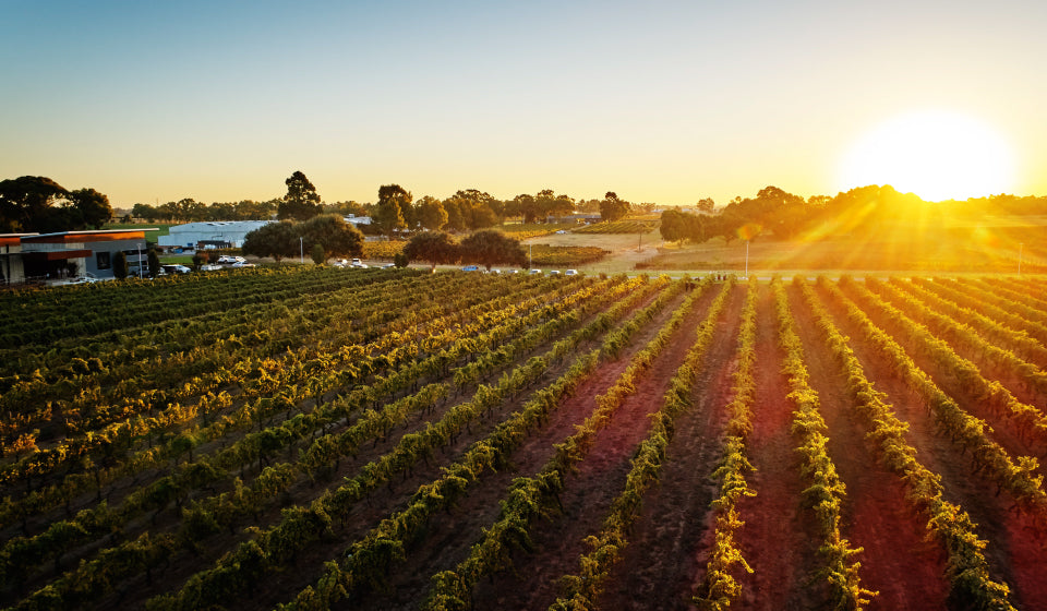 Wine Immersion At Mandoon Estate