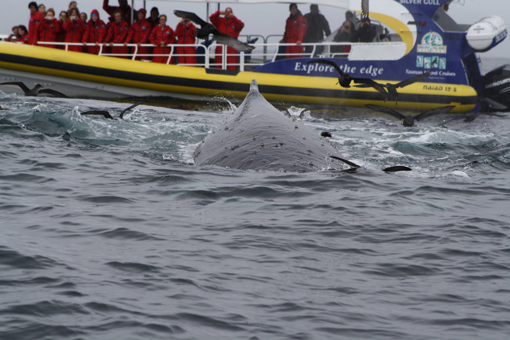 Bruny Island Cruises 3 Hour Cruise With Kettering Bus Pickup