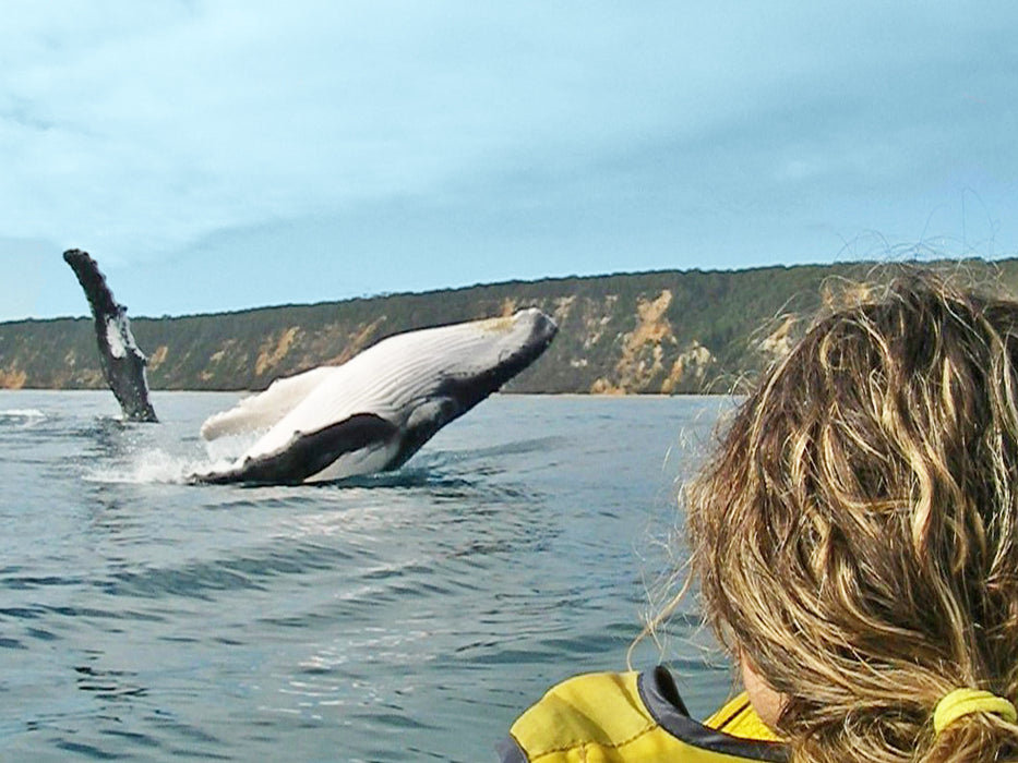 Noosa Dolphin View Sea Kayak & Beach 4X4 Adventure - Day Tour