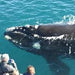 Augusta Whale Watching Eco Tours - We Wander