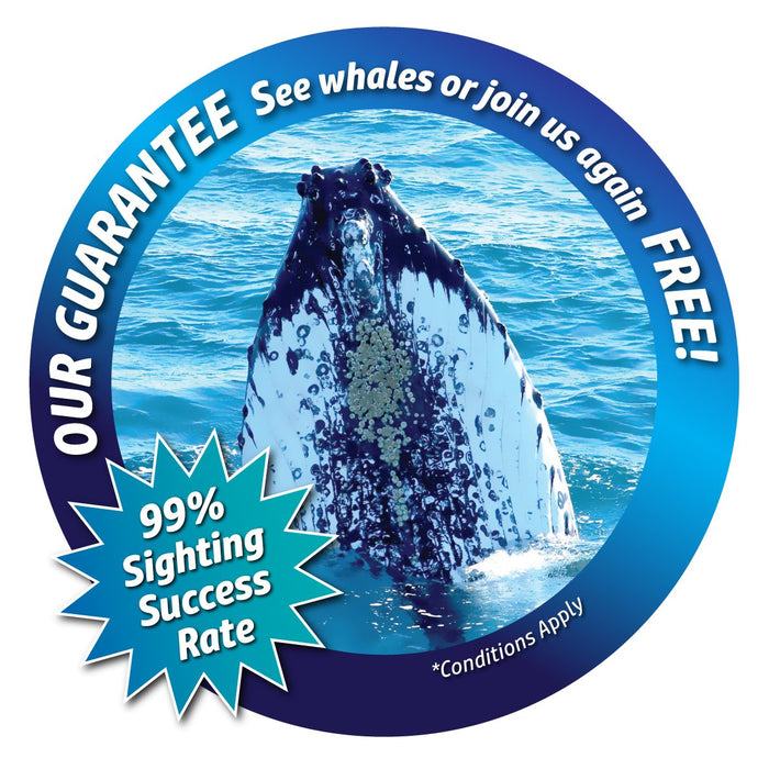 Augusta Whale Watching Eco Tours - We Wander