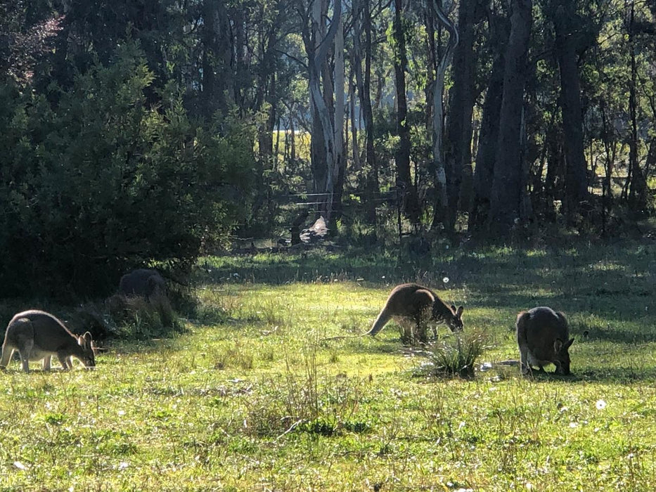 Blue Mountains Into The Wild Overnight Camping 4Wd Off Road Wilderness Adventure + River Cruise. - We Wander