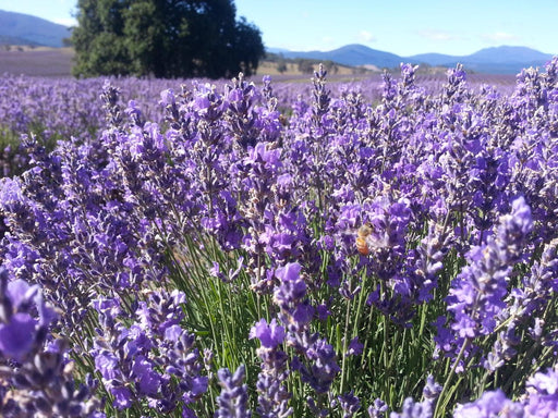 Bridestowe Lavender Farm Shuttle - We Wander