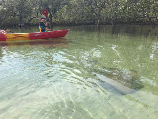 Brunswick River Nature Kayak Tour - We Wander