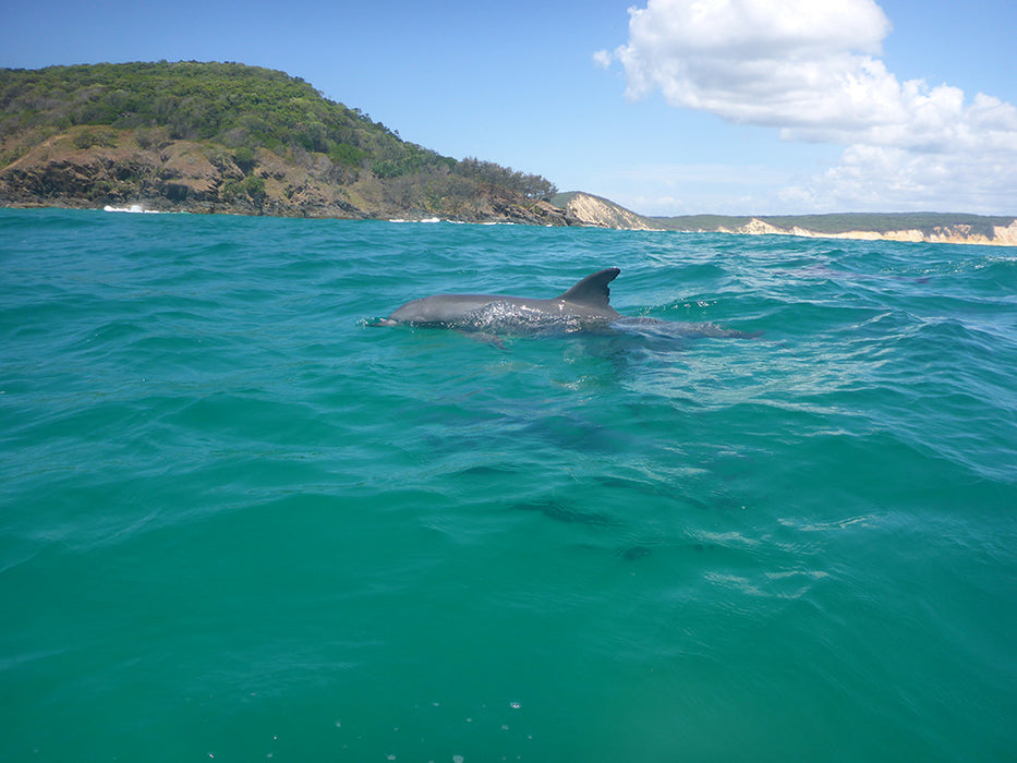 Learn To Surf Australia's Longest Wave - Combo 2 X Day Trip Departing Noosa