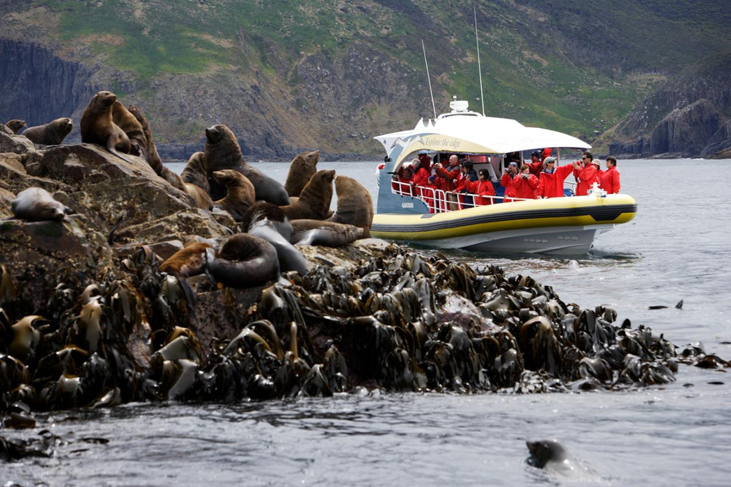 Bruny Island Cruises 3 Hour Cruise With Kettering Bus Pickup