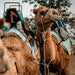 Camel Ride - We Wander