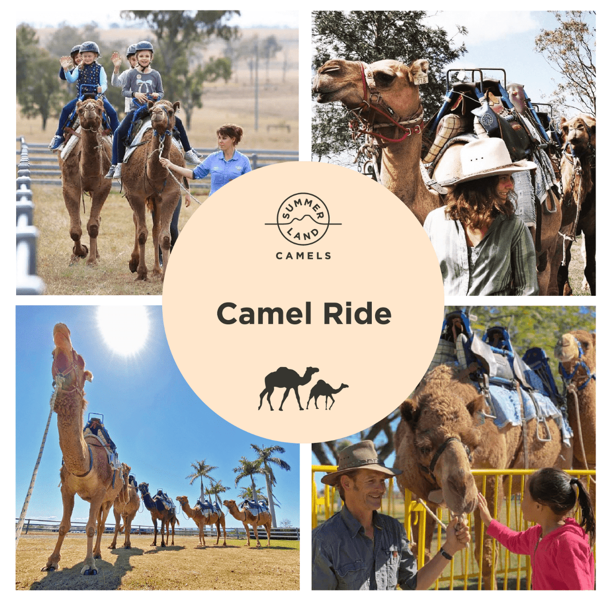Cat Riding Camel Camel Ride
