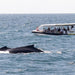 Coastal Express 2Hr Mooloolaba Whale Watching Experience - We Wander