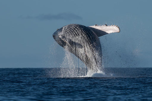 Coastal Express 2Hr Mooloolaba Whale Watching Experience - We Wander