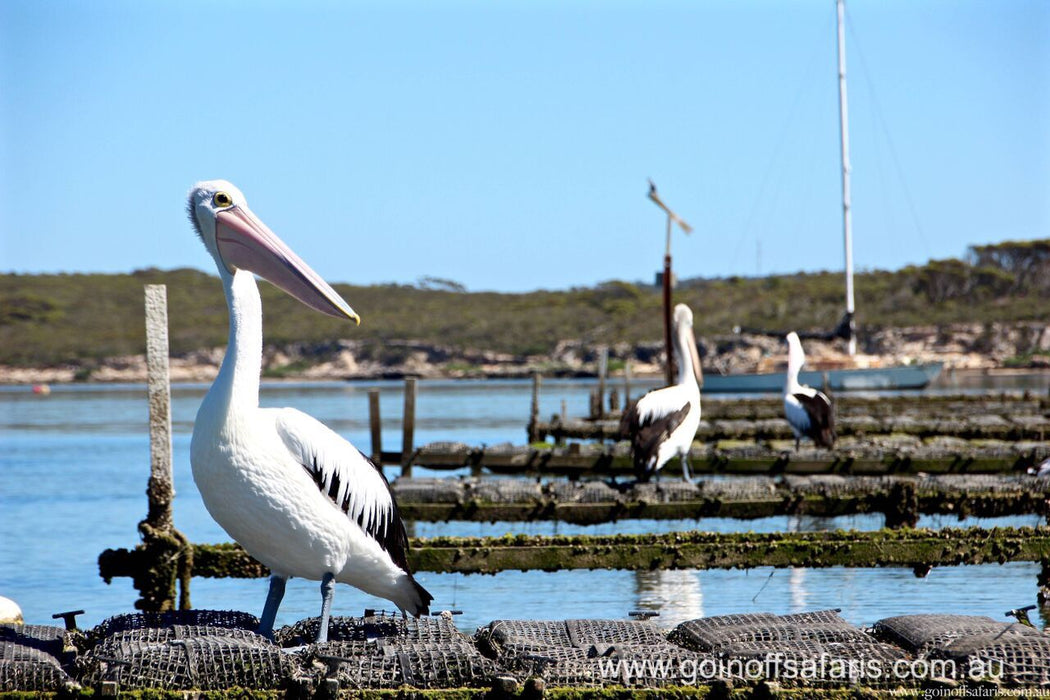 Coffin Bay Oysters, Ocean And Nature Tour - Full Day - We Wander