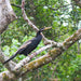 Crocodile Express Daintree Rainforest & Wildlife Cruise From Daintree Ferry Gateway - We Wander