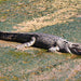 Crocodile Express Daintree Rainforest & Wildlife Cruise From Daintree Ferry Gateway - We Wander