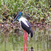 Crocodile Express Daintree Rainforest & Wildlife Cruise From Daintree Ferry Gateway - We Wander