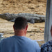 Crocodile Express Daintree Rainforest & Wildlife Cruise From Daintree Ferry Gateway - We Wander