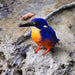 Crocodile Express Daintree Rainforest & Wildlife Cruise From Daintree Village - We Wander