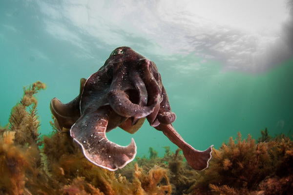 Swim With The Giant Cuttlefish