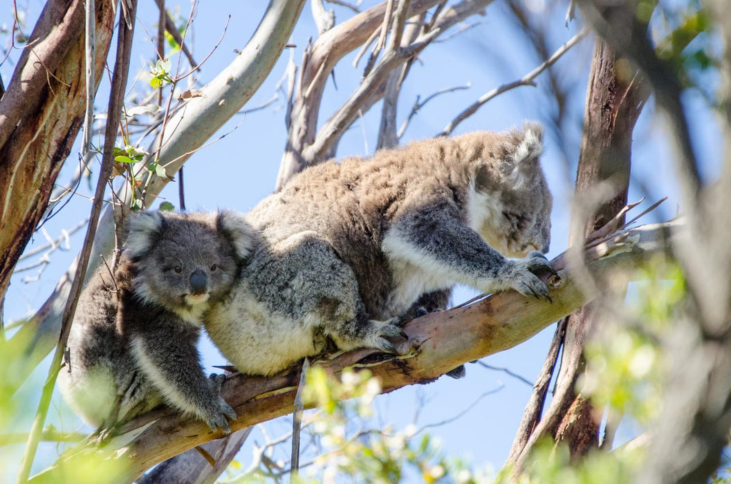 Autopia Tours: Great Ocean Road To Grampians 2 Day