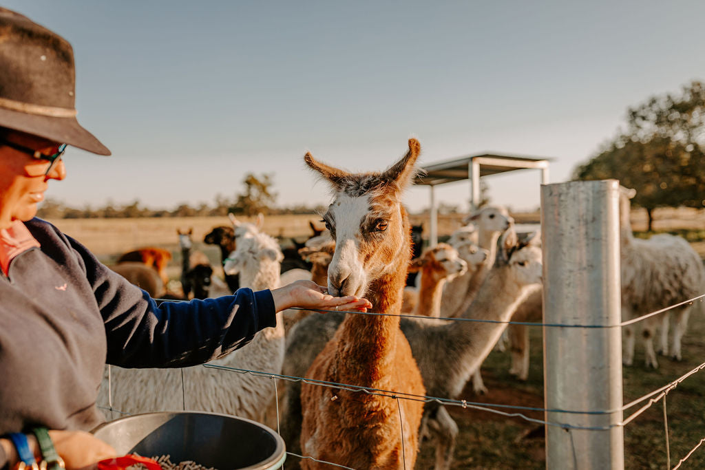 Private Online Alpaca Meet & Greet Experience