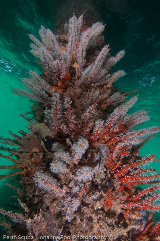 Discover Local Diving In Perth