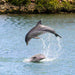 Dolphin Sanctuary & Ships Graveyard Kayak Tour - We Wander