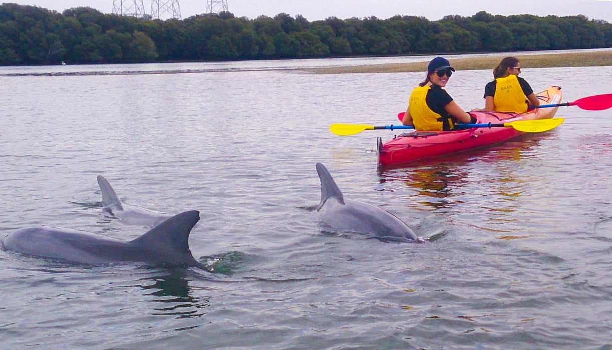 Dolphin Sanctuary & Ships Graveyard Kayak Tour - We Wander