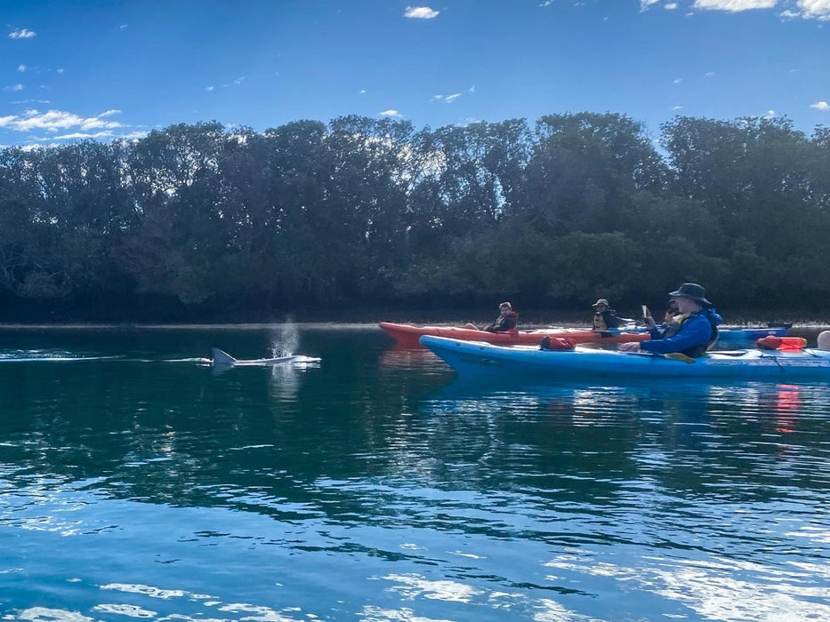 Dolphin Sanctuary & Ships Graveyard Kayak Tour - We Wander