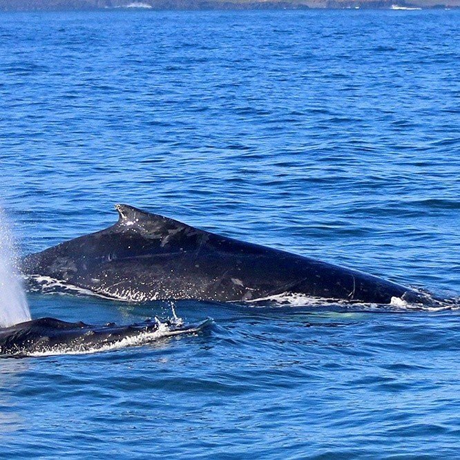 Dolphin & Whale Cruise - We Wander