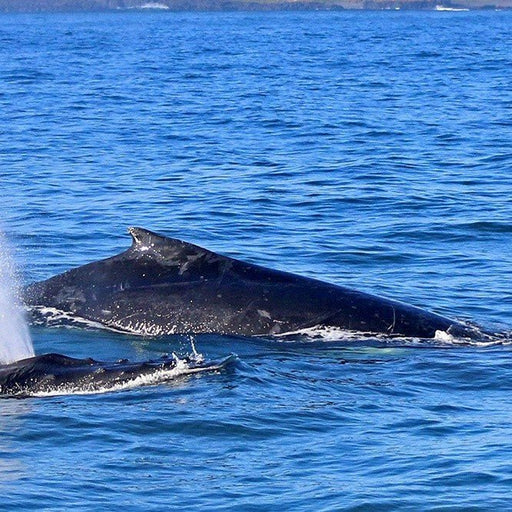 Dolphin & Whale Cruise - Family - We Wander